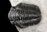 Devil Horn Cyphaspis Trilobite With Gerastos - Mrakib, Morocco #154291-6